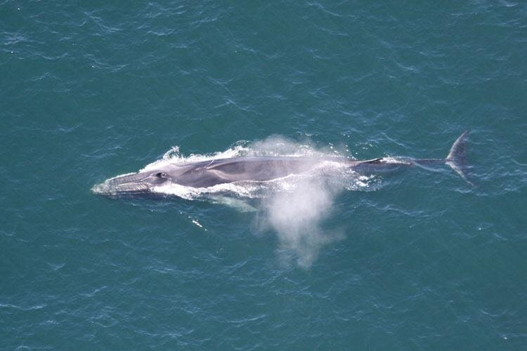 تصاویری از تنهاترین نهنگ اقیانوس!