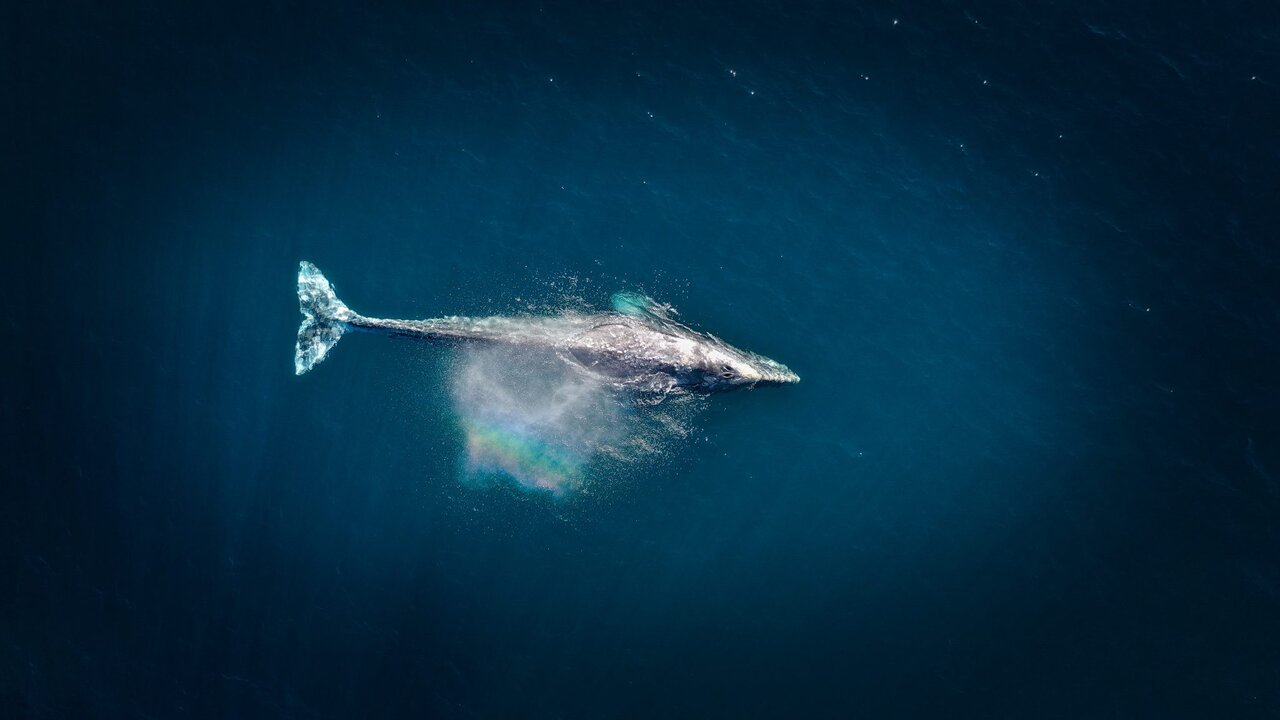 نهنگ ۵۲؛ تنهاترین نهنگ اقیانوس!/ عکس