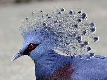 کبوتری به زیبایی‌ طاووس/ عکس