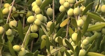 انتخاب "خوشه زیتون" قزوین به‌عنوان خوشه برتر کشوری