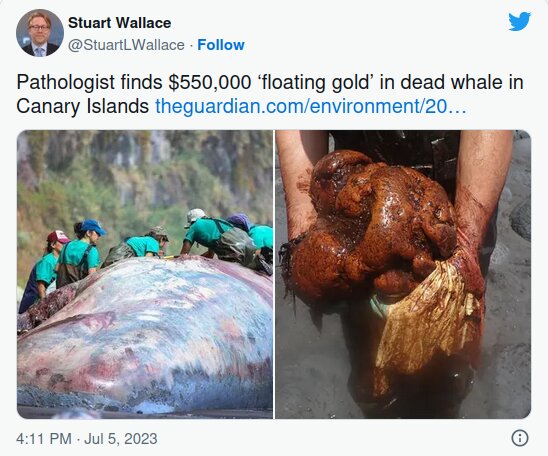 در دل نهنگ مرده گنج پیدا شد/ طلای شناور نیم‌ میلیون دلاری/ عکس