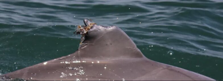 دوستی خاله خرسه وسط دریا / عکس