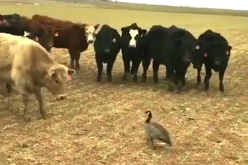 ببینید | درگیری تماشایی چند گاو غول پیکر با یک غاز شجاع!