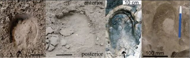 اسبهای عجیبی که انگشت داشتند/ عکس