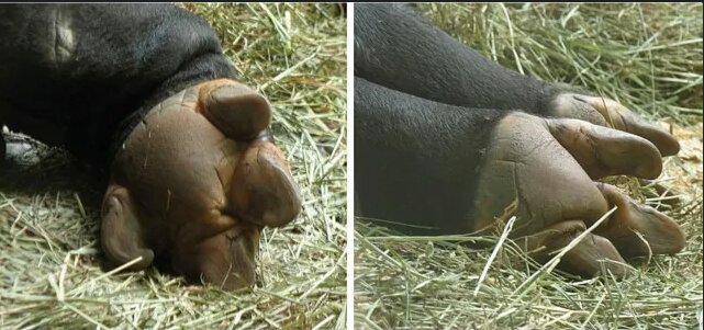 اسبهای عجیبی که انگشت داشتند/ عکس