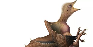 کهربای قدیمی راز چند میلیون ساله را فاش کرد/ عکس کهربای قدیمی راز چند میلیون ساله را فاش کرد/ عکس