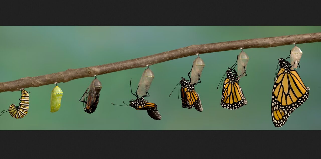 انگلهای ترسناک و نوزادانی که باردار به دنیا میآیند!/ عکس