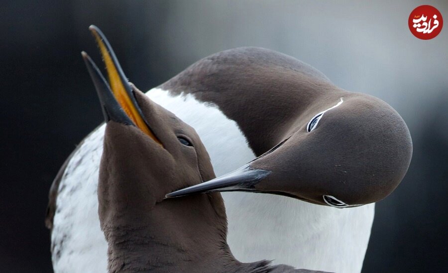 پرندهها بهدلیل « خیانت » از هم طلاق میگیرند