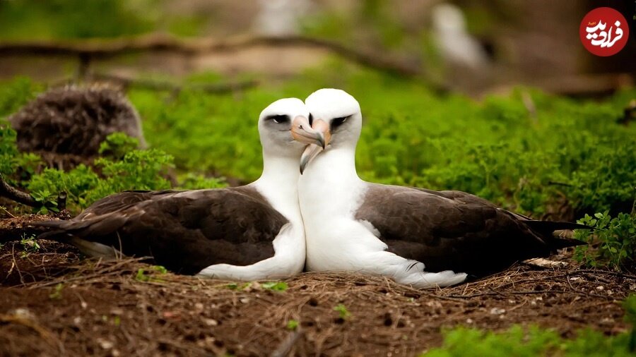پرنده‌ها به‌دلیل « خیانت » از هم طلاق می‌گیرند