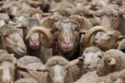 خبر جدید وزارت جهادکشاورزی درباره فروش دام زنده فروش گوسفند با کارت ملی واقعیت دارد؟
