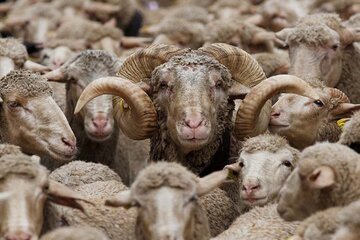خبر جدید وزارت جهادکشاورزی درباره فروش دام زنده / فروش گوسفند با کارت ملی واقعیت دارد؟