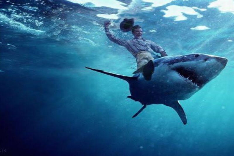 ببینید | کوسه سواری کودکان بوشهری در نزدیکی سکوهای شرکت نفت در خلیج فارس