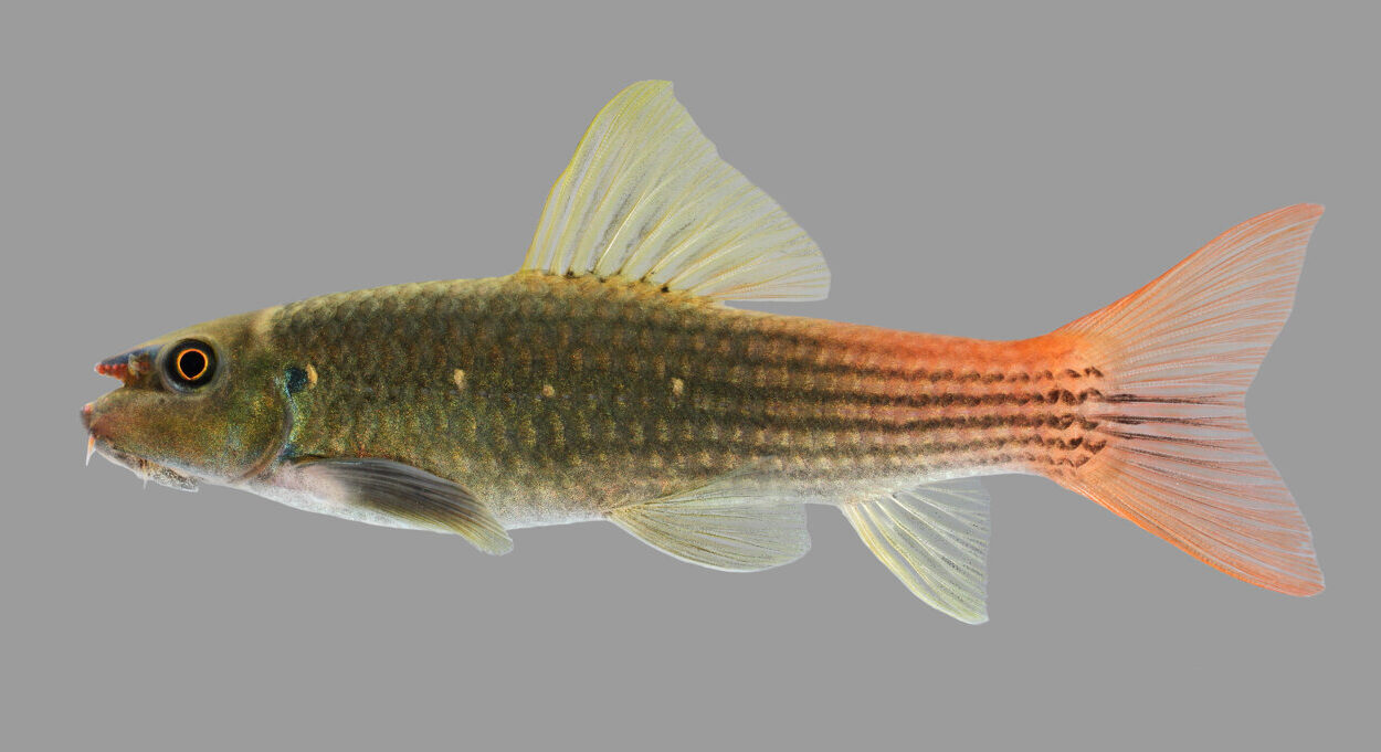 دهان این ماهی آکواریومی سلاح است!/ عکس