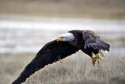 ببینید | کله پا شدن عقاب طمع‌کار در شکار بز کوهی