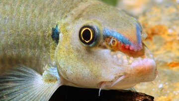 دهان این ماهی آکواریومی سلاح است!/ عکس