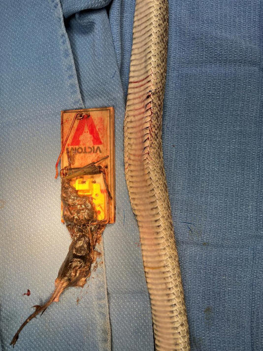 مار فلکزده موش و تلهموش را با هم قورت داد/ عکس