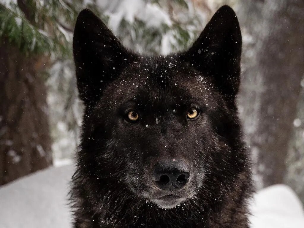 افزایش تعداد گرگاسها در این مناطق ایران/ این موجودات عجیب حاصل جفتگیری گرگ و سگ هستند!