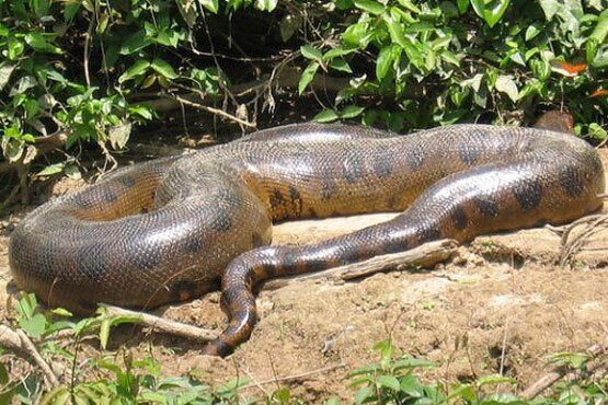 ببینید | لحظه شکار یک مار عظیم الجثه و خطرناک در جنگل‌های گلستان