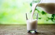 شیر غیرپاستوریزه را چگونه مصرف کنیم تا تب مالت نگیریم