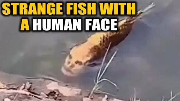 صورت انسان بر بدن ماهی!/ عکس