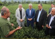 بازدید وزیر جهاد کشاورزی از باغات چای و کارخانه چایسازی در لاهیجان