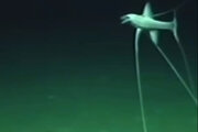 ببینید | قدم‌زنی عجیب ماهی سه‌پا در کف اقیانوس