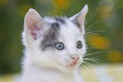 ببینید | جولان عجیب گله پرتعداد گربه‌ها در محله گیشا حوالی بوستان گفتگو!