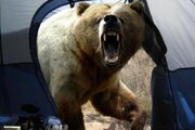 ببینید | اولین تصاویر از حمله خرس به ۳ نفر از اهالی روستای سردهای سراب