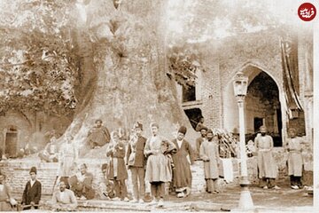 تصویری جالب از چنار معروف امامزاده صالح در تهران؛ یک قرن قبل / عکس