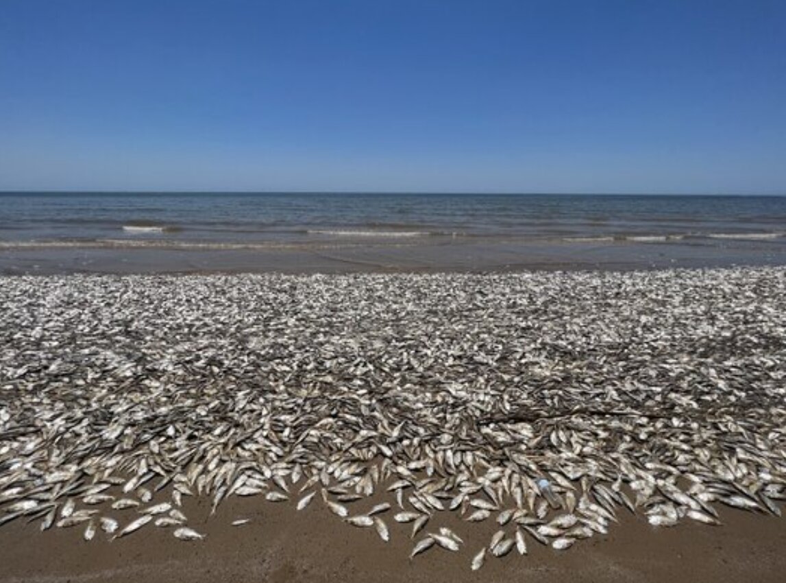 خفگی دسته جمعی ماهیها!