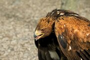 ببینید | حمله عجیب عقاب به جوجه‌های ناتوان