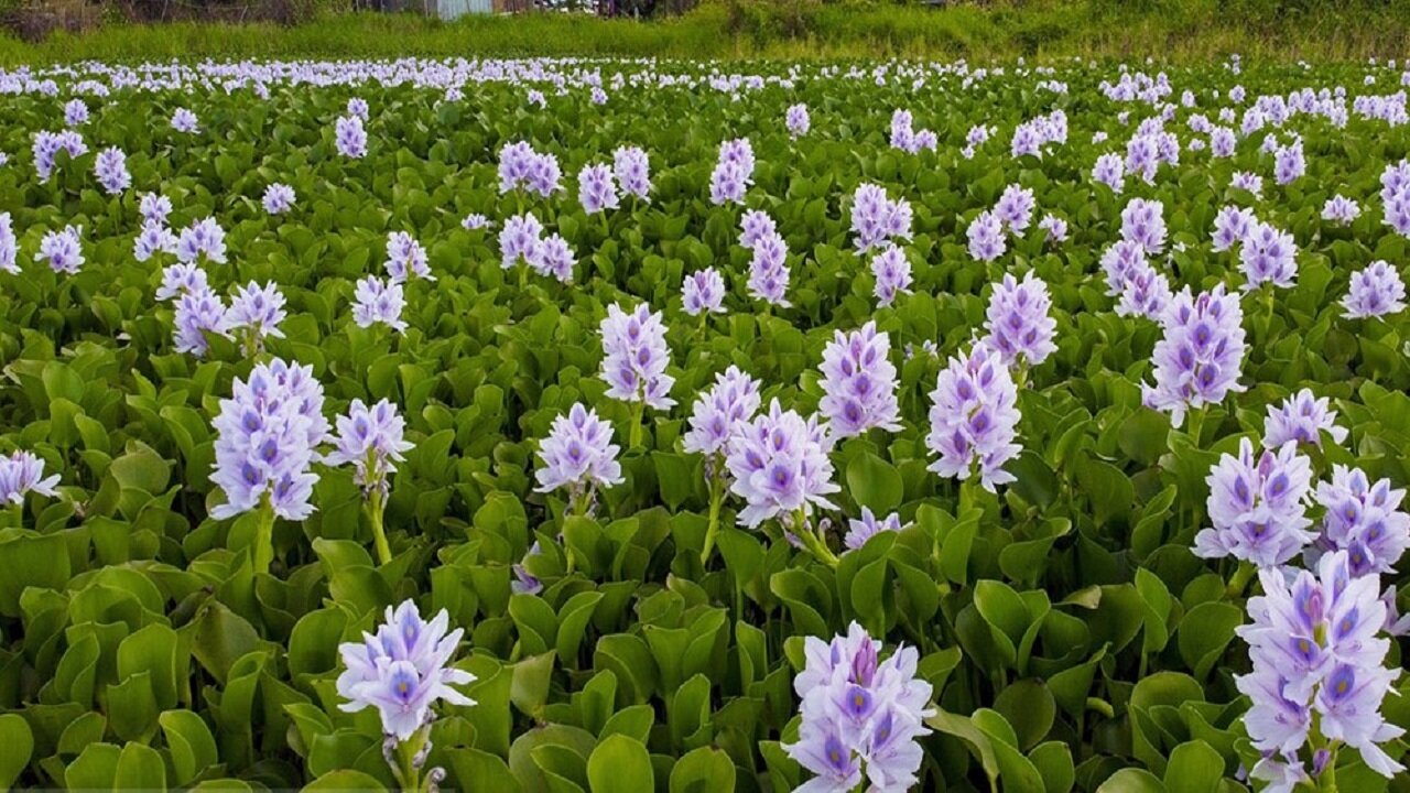 این زیبایی بیرحمانه چه بلایی سرمان میآورد