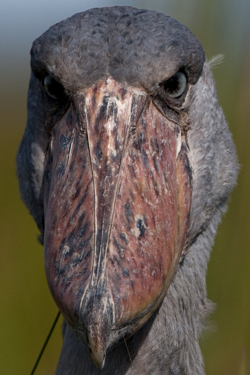 تنها دایناسور زنده در کره زمین/ فیلم