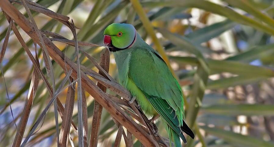 این شاهطوطی را در تهران پیدا میکنید!/ عکس