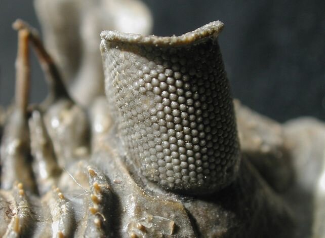 چشمی از جنس کریستال؛ این موجودات دنیا را چگونه میدیدند؟/ عکس