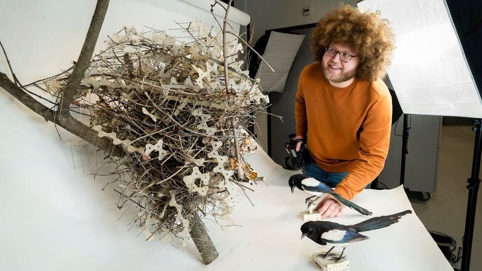 کشف جدید دانشمندان: کلاغها و زاغها با میله و میخ لانه میسازند!/ عکس