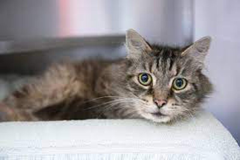 ببینید | تلاش جالب یک گربه برای آرام کردن یک کودک از گریه بی‌امان