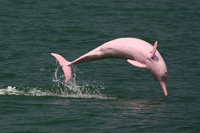 ببینید | پرش بلند یک دلفین بازی گوش در قایق گردشگران جزیره هنگام