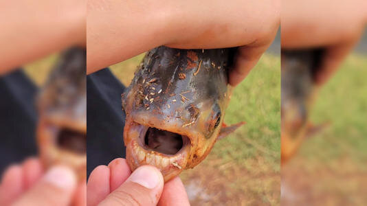 شکار یک ماهی عجیب با دندان‌های شبیه انسان/ عکس