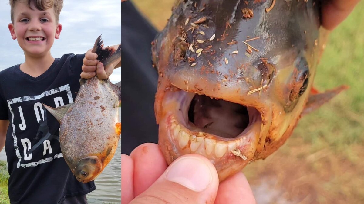 شکار یک ماهی عجیب با دندان‌های شبیه انسان/ عکس