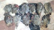 شکارچیان به جان کمنزیل‌ها افتادند/ دستگیری دو شکارچی غیرمجاز در رودان