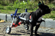 ببینید | ساخت پای مصنوعی با چرخ برای یک سگ معلول توسط تیم مرسدس بنز
