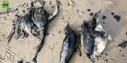 کشف لاشه صدها پنگوئن‌ در سواحل اروگوئه/ عکس