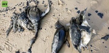 کشف لاشه صدها پنگوئن در سواحل اروگوئه / عکس