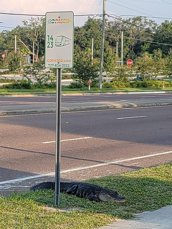 عکسی از یک تمساح در انتظار اتوبوس در خیابان!