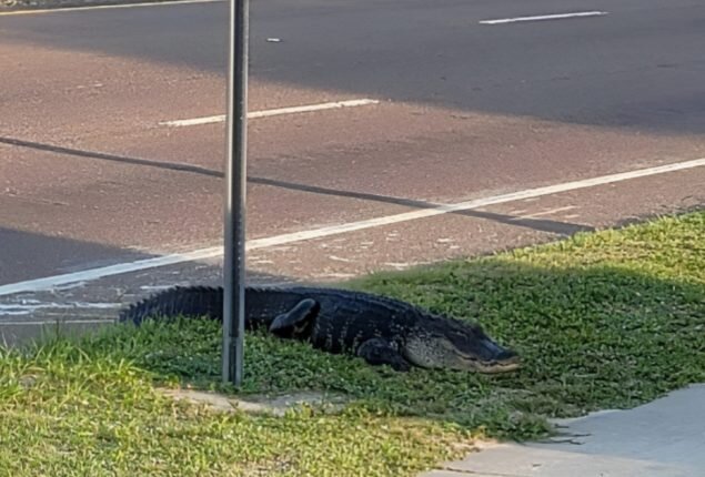 عکسی از یک تمساح در انتظار اتوبوس در خیابان!