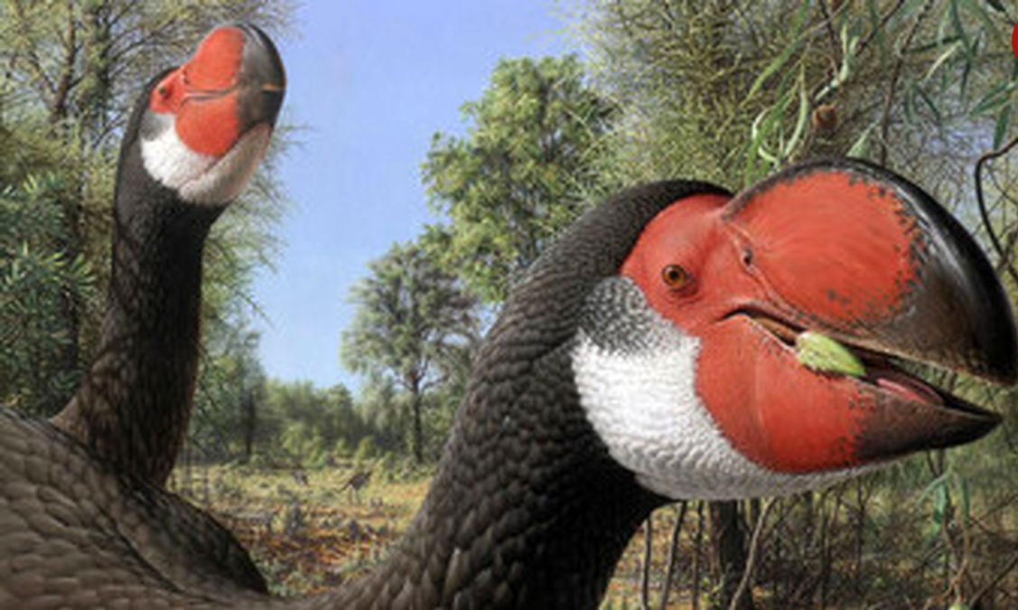 انسان نسل این پرندگان نیمتنی را منقرض کرد؟/ عکس