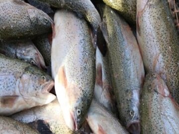 اشتغال‌زایی سه هزار و ۷۳۸ نفر در مزارع پرورش ماهی کرمانشاه