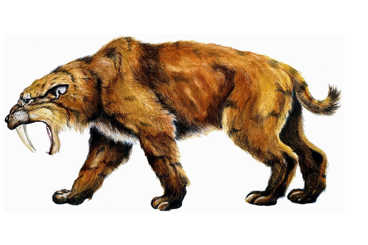 دو گربه غولپیکر با دندانهایی چون خنجر/ عکس