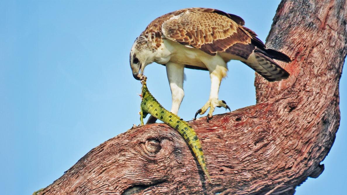 عقاب جنگی باشکوه که مار پیتون و تمساح شکار می‌کند!